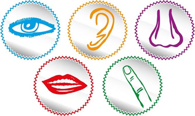5 senses