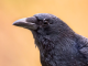 blackbird
