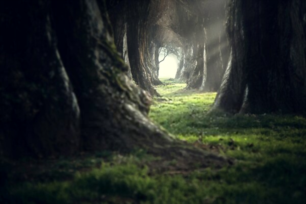 cryptic deep forest