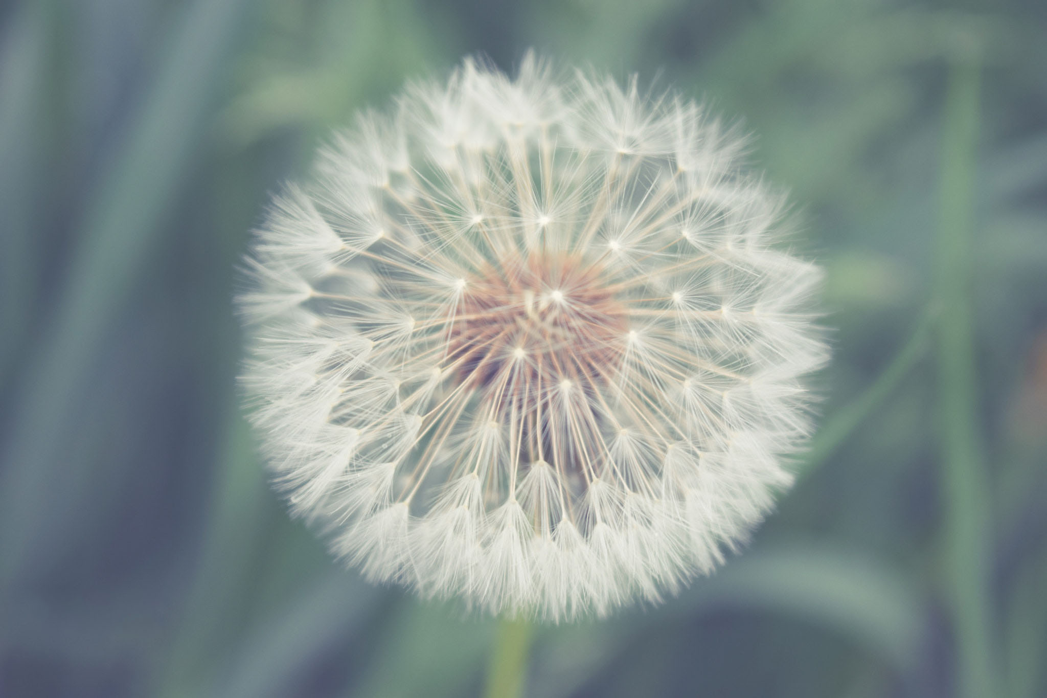 dandelion