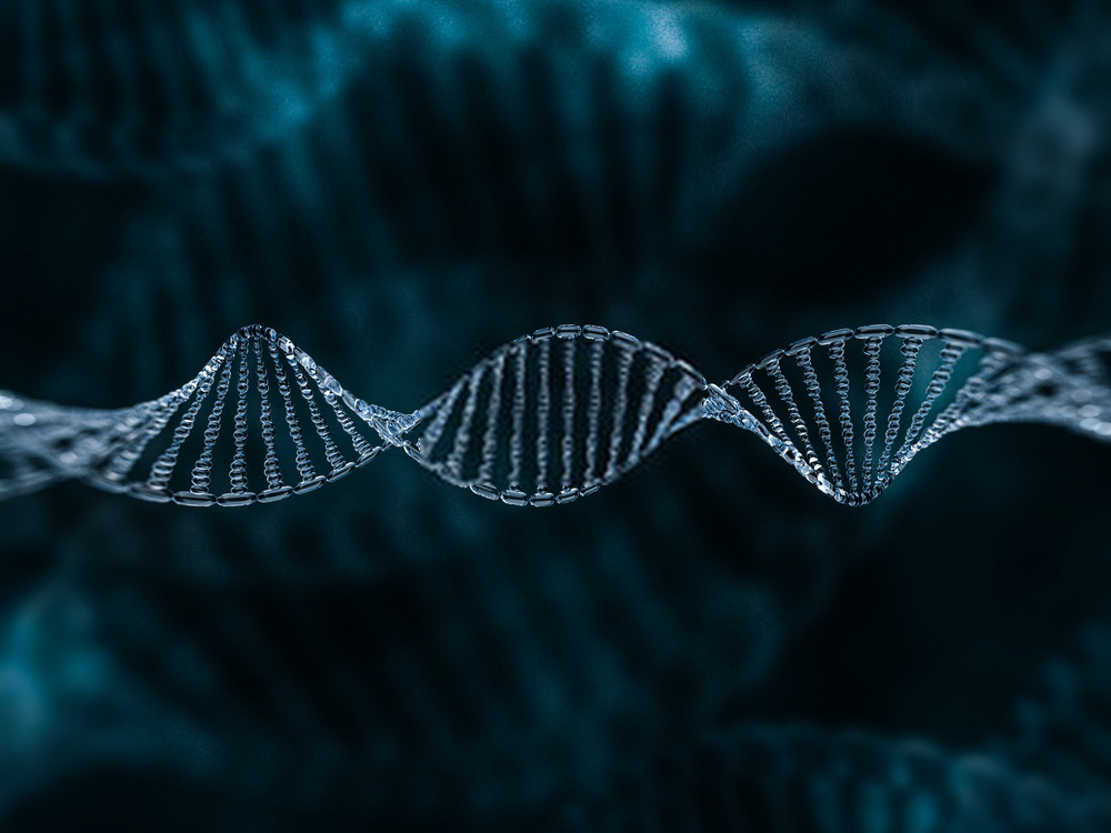 dna model