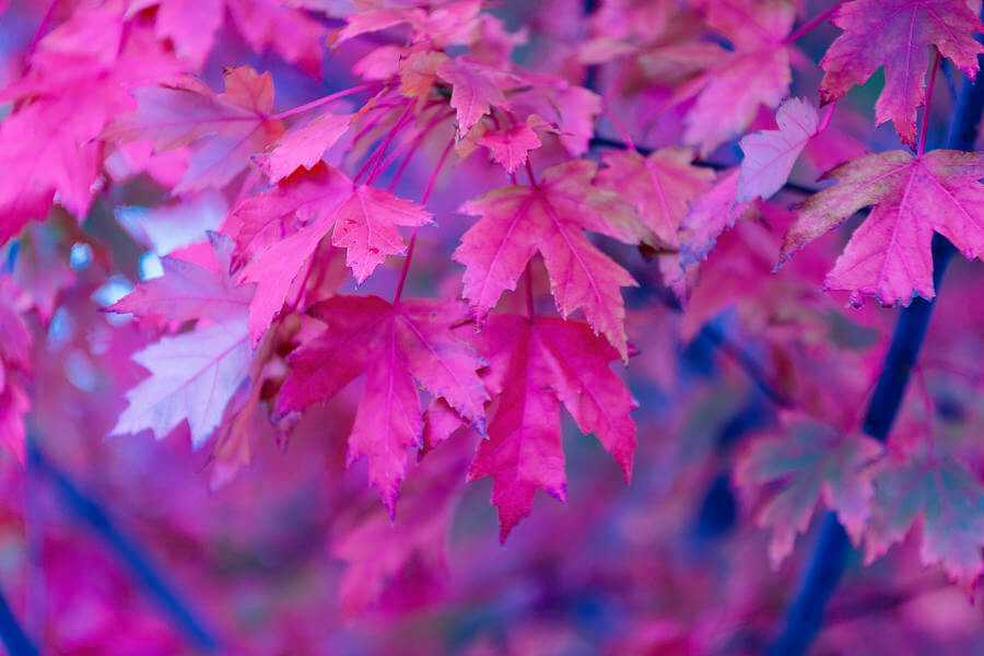 purple maple leaf