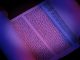 purple torah