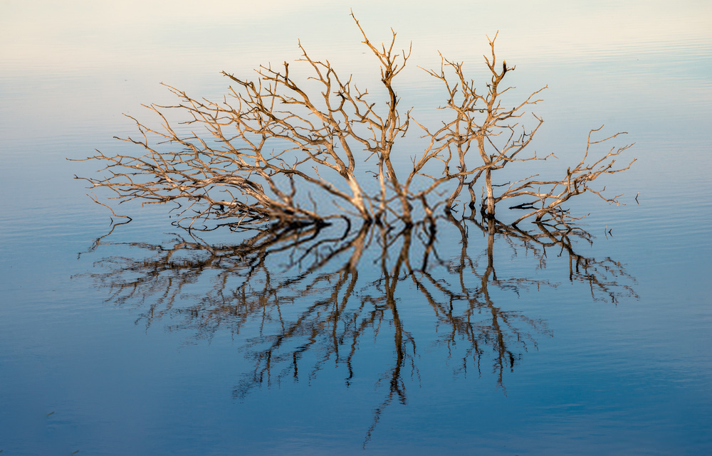 tree branches poking through water