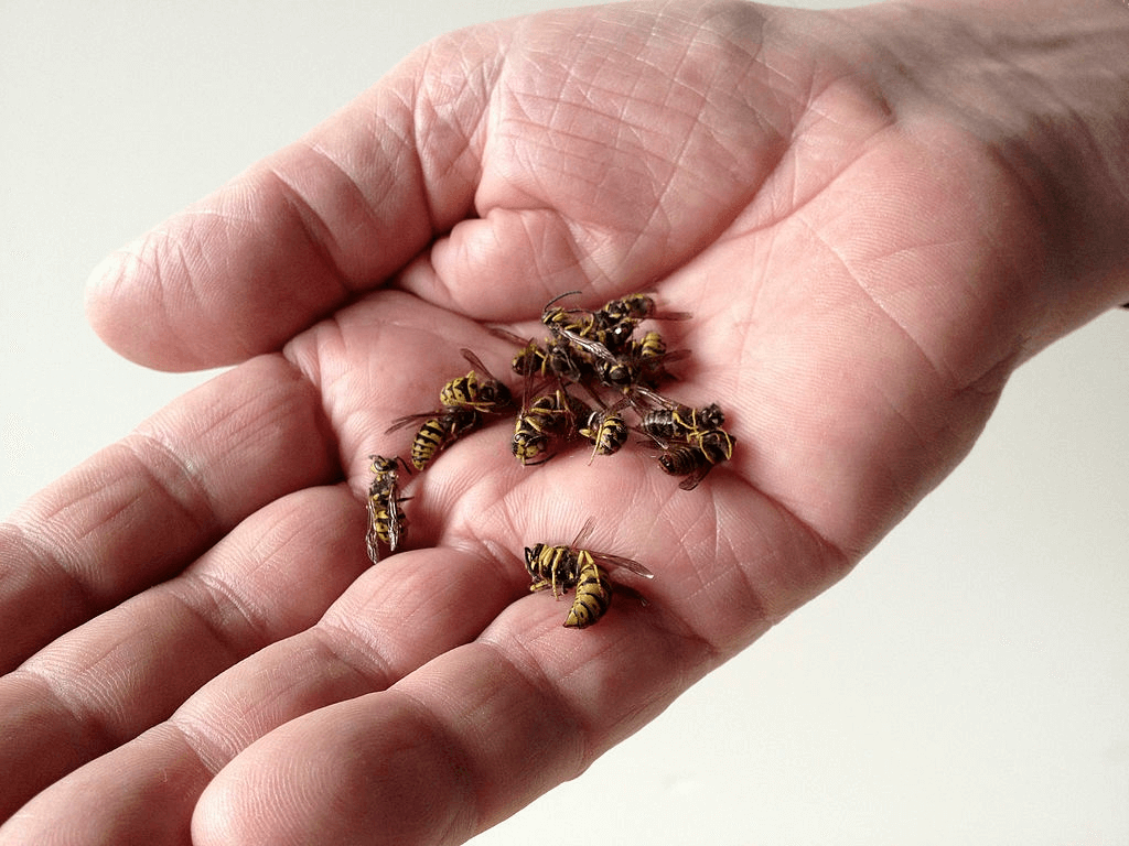 Yellowjackets in hand