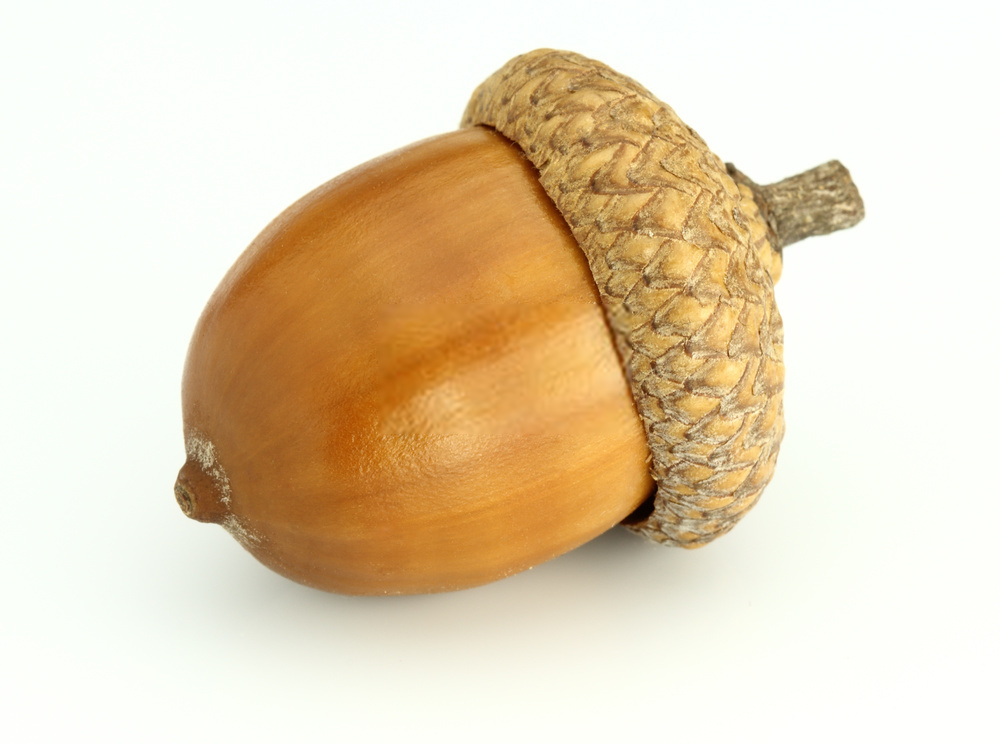 acorn