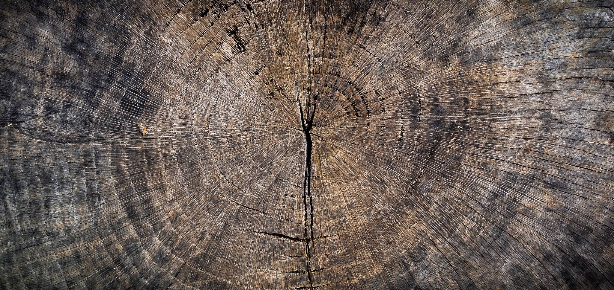 cross section of felled log