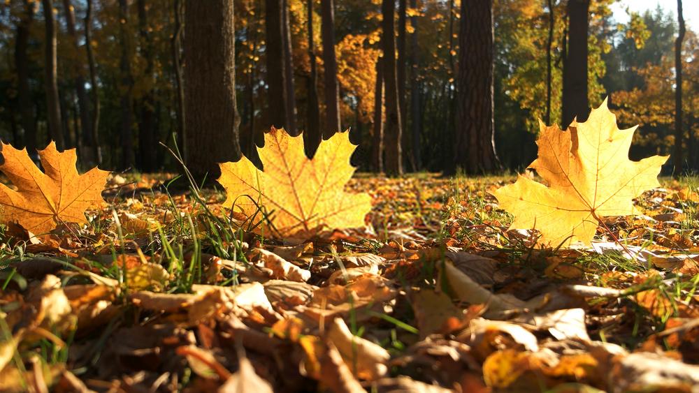 fall foliage in sunlight