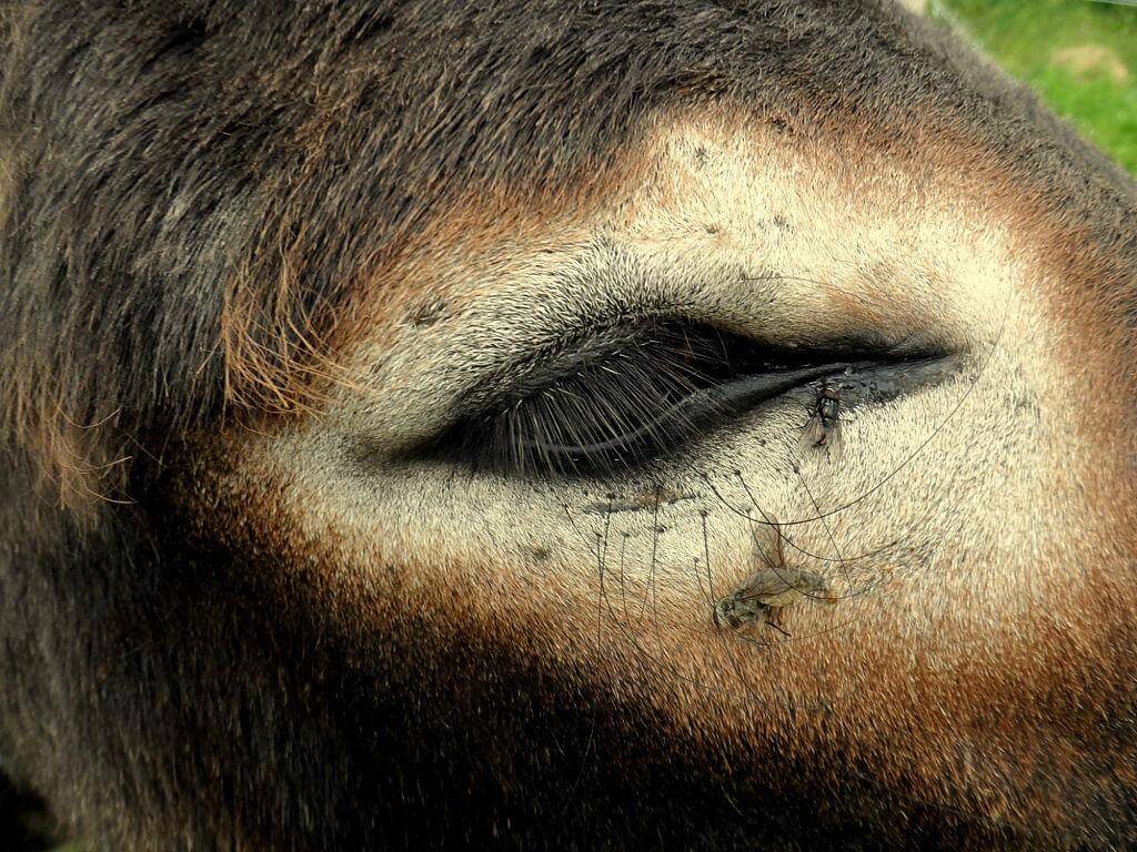 Flies near horse's mouth