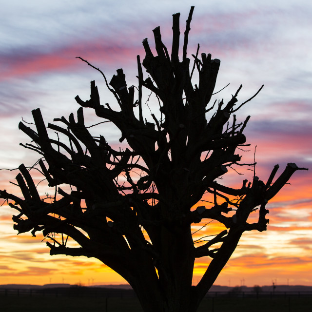 severely pruned tree